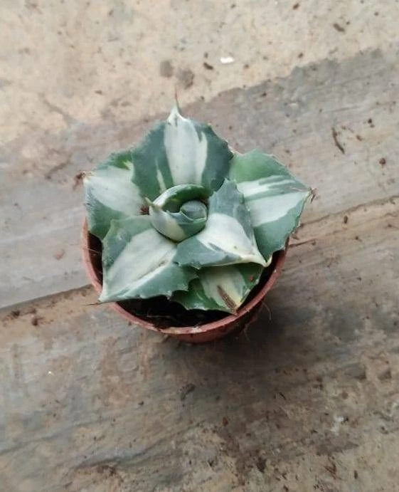 CGASPL Agave Tropicana Small Succulent Plant Plants 3 CGASPL Agave Tropicana Small Succulent Plant Plants