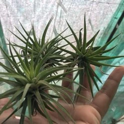 CGASPL Chidrens Tillandsia Air Plant Plants