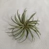 CGASPL Ionantha Tillandsia Air Plant 1 CGASPL Ionantha Tillandsia Air Plant