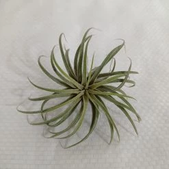 CGASPL Ionantha Tillandsia Air Plant