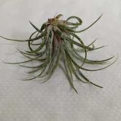 CGASPL Ionantha Tillandsia Air Plant