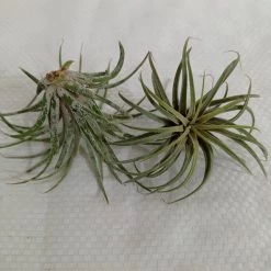 CGASPL Ionantha Tillandsia Air Plant