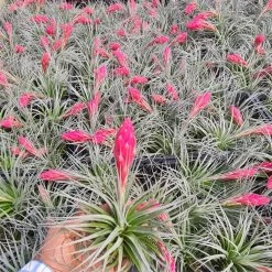 ChhajedGarden.com Tillandsia Recurvifolia | 'Houston' Air Plant