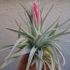 ChhajedGarden.com Tillandsia Recurvifolia | 'Houston' Air Plant