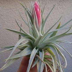 ChhajedGarden.com Tillandsia Recurvifolia | 'Houston' Air Plant