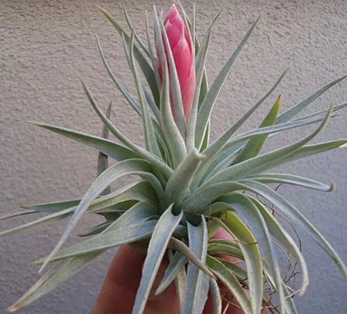 ChhajedGarden.com Tillandsia Recurvifolia | 'Houston' Air Plant 3 ChhajedGarden.com Tillandsia Recurvifolia | 'Houston' Air Plant