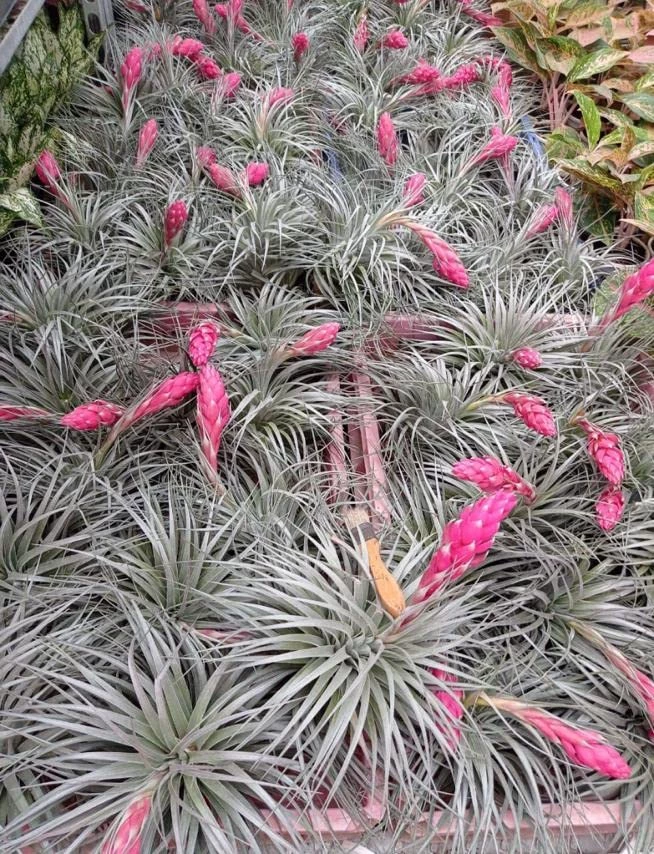 ChhajedGarden.com Tillandsia Recurvifolia | 'Houston' Air Plant 5 ChhajedGarden.com Tillandsia Recurvifolia | 'Houston' Air Plant