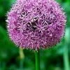 CGASPL Allium Violet Flower Bulbs (Pack Of 3) Winter Flower Bulbs
