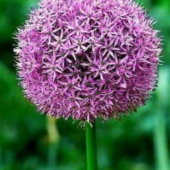 CGASPL Allium Violet Flower Bulbs (Pack Of 3) Winter Flower Bulbs