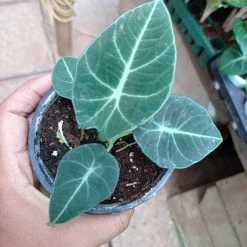 CGASPL Alocasia Black Velvet