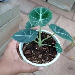 CGASPL Alocasia Black Velvet