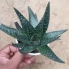 CGASPL Aloe Flow Big Succulent Plant