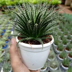 ChhajedGarden.com Aloe Haworthioides Succulent Plant