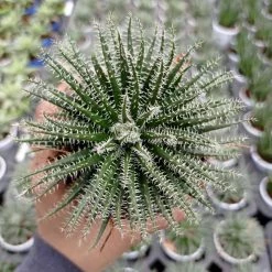 ChhajedGarden.com Aloe Haworthioides Succulent Plant