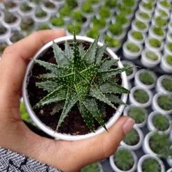 CGASPL Aloe Vera Pepe (Aloe 'Minnie Belle") Succulent Plant Plants