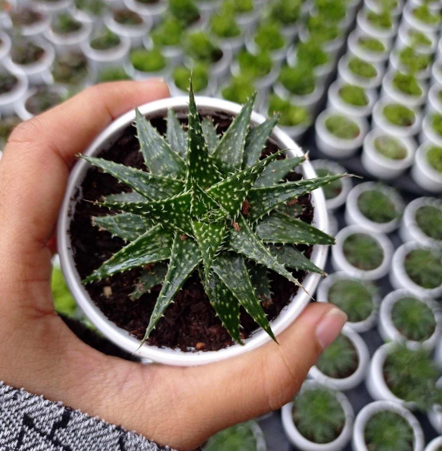 CGASPL Aloe Vera Pepe (Aloe 'Minnie Belle") Succulent Plant Plants 4 CGASPL Aloe Vera Pepe (Aloe 'Minnie Belle") Succulent Plant Plants