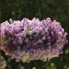 CGASPL Imported Flower Seeds Alyssum Clear Crystals Lavender Shades Flower Seeds 2 CGASPL Imported Flower Seeds Alyssum Clear Crystals Lavender Shades Flower Seeds