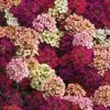 CGASPL Imported Flower Seeds Alyssum Easter Bonnet Mix Flower Seeds 1 CGASPL Imported Flower Seeds Alyssum Easter Bonnet Mix Flower Seeds