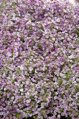 CGASPL Alyssum Wonderland Blue Seeds Imported Flower Seeds 4 CGASPL Alyssum Wonderland Blue Seeds Imported Flower Seeds