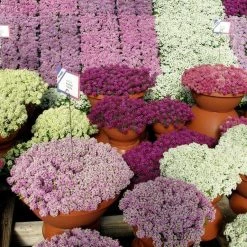 CGASPL Imported Flower Seeds Alyssum Wonderland Mix Seeds