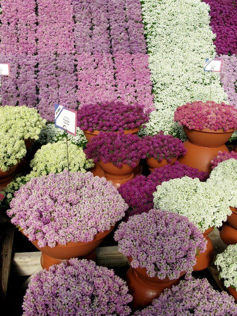 CGASPL Imported Flower Seeds Alyssum Wonderland Mix Seeds 4 CGASPL Imported Flower Seeds Alyssum Wonderland Mix Seeds