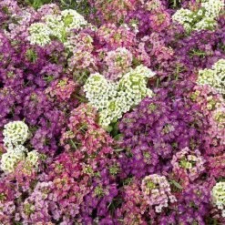 CGASPL Imported Flower Seeds Alyssum Wonderland Mix Seeds 11 CGASPL Imported Flower Seeds Alyssum Wonderland Mix Seeds