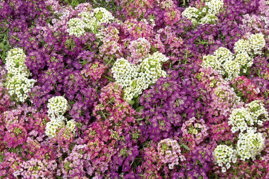 CGASPL Imported Flower Seeds Alyssum Wonderland Mix Seeds 6 CGASPL Imported Flower Seeds Alyssum Wonderland Mix Seeds