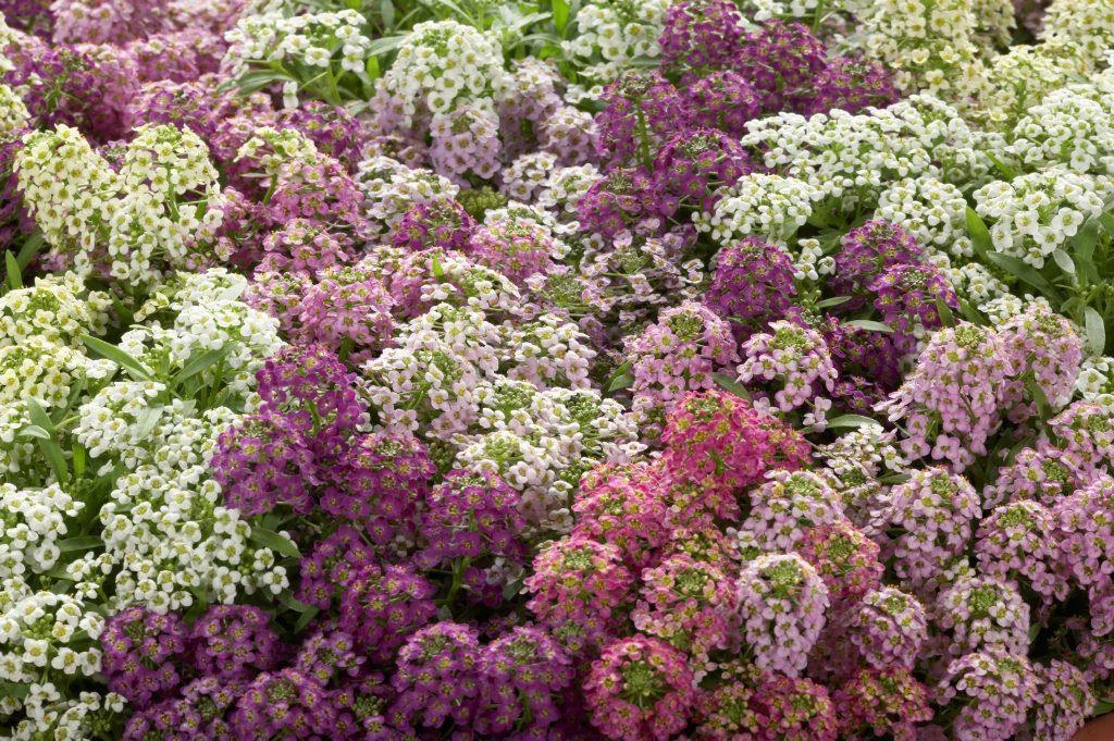 CGASPL Imported Flower Seeds Alyssum Wonderland Mix Seeds 7 CGASPL Imported Flower Seeds Alyssum Wonderland Mix Seeds