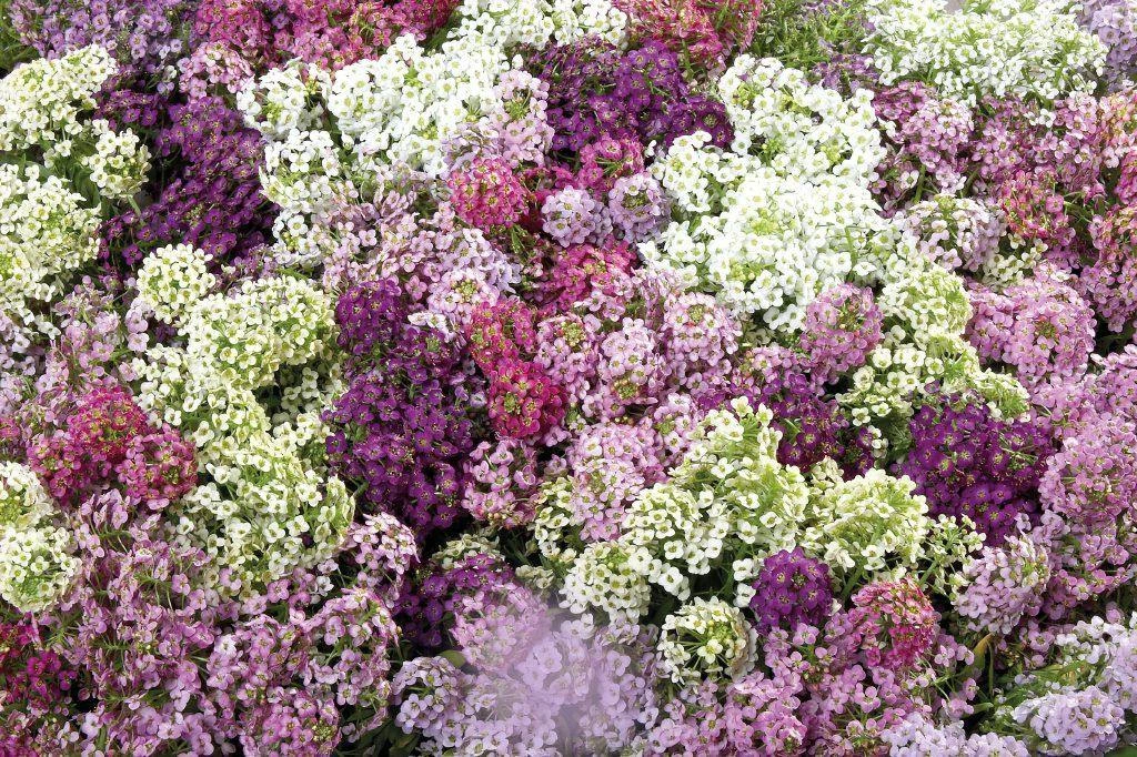 CGASPL Imported Flower Seeds Alyssum Wonderland Mix Seeds 8 CGASPL Imported Flower Seeds Alyssum Wonderland Mix Seeds