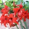CGASPL Winter Flower Bulbs Amaryllis Australian Red Flower Bulbs (Pack Of 10)
