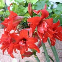 CGASPL Winter Flower Bulbs Amaryllis Australian Red Flower Bulbs (Pack Of 10)