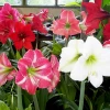 CGASPL Winter Flower Bulbs Amaryllis Dutch Hybrids Mixed Flower Bulbs (Pack Of 6)