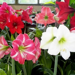 CGASPL Winter Flower Bulbs Amaryllis Dutch Hybrids Mixed Flower Bulbs (Pack Of 6)