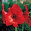 CGASPL Amaryllis Hippeastralia Red Flower Bulbs (Pack Of 10) Winter Flower Bulbs