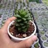 CGASPL Anacampseros Rufescens Succulent Plant Plants