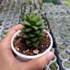 CGASPL Anacampseros Rufescens Succulent Plant Plants