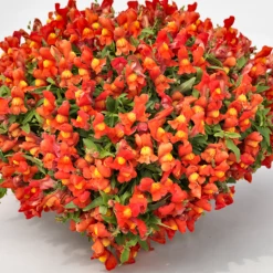 CGASPL Imported Flower Seeds Antirrhinum Candy Showers Orange Flower Seeds