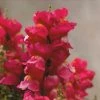 CGASPL Antirrhinum Floral Showers Rose Flower Seeds Imported Flower Seeds