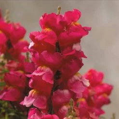 CGASPL Antirrhinum Floral Showers Rose Flower Seeds Imported Flower Seeds