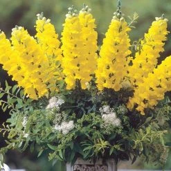CGASPL Imported Flower Seeds Antirrhinum Legend Yellow Flower Seeds