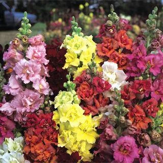 CGASPL Antirrhinum Madame Butterfly Bronze Cherry Flower Seeds 3 CGASPL Antirrhinum Madame Butterfly Bronze Cherry Flower Seeds
