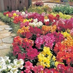 Takii Seeds Antirrhinum Palette Mix Flower Seeds Imported Flower Seeds