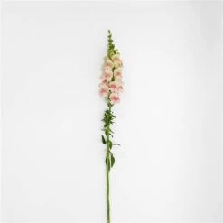 Chhajed Garden Antirrhinum Potomac Appleblossom Flower Seeds 9 Chhajed Garden Antirrhinum Potomac Appleblossom Flower Seeds
