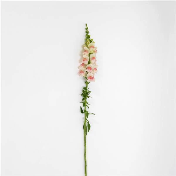 Chhajed Garden Antirrhinum Potomac Appleblossom Flower Seeds 6 Chhajed Garden Antirrhinum Potomac Appleblossom Flower Seeds