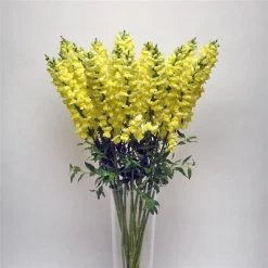 Chhajed Garden Antirrhinum Potomac Early Yellow Flower Seeds Imported Flower Seeds