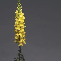 Chhajed Garden Antirrhinum Potomac Early Yellow Flower Seeds Imported Flower Seeds