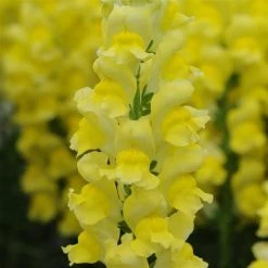 Chhajed Garden Antirrhinum Potomac Early Yellow Flower Seeds Imported Flower Seeds