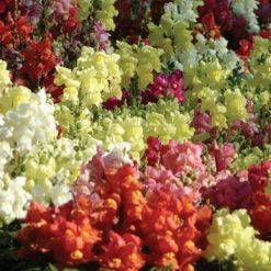 Pan American Seeds Antirrhinum Snapshot Mix Flower Seeds