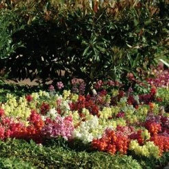 Pan American Seeds Antirrhinum Snapshot Mix Flower Seeds