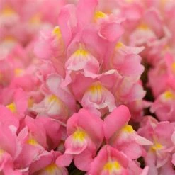 CGASPL Imported Flower Seeds Antirrhinum Snapshot Pink Flower Seeds